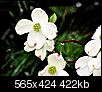 Flowers-new-flower-2.png