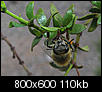 Insect/bug images-img_2013cropsizesharp-800x600.jpg