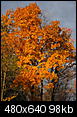Fall Foliage-img_0188.jpg