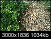 Holly bushes dying-holly1.jpg