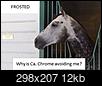 2016 Horse Racing Thread-ac8e5b56f79840d88b5c99759f2330dc.jpg