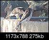 Mourning dove escapes death by Cooper's Hawk and is saved by patio furniture 11232022-3-trouble-makers.jpg
