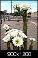 Cactus Flowers-img_0273.jpg