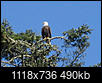 Bald eagles - do you see them often?-img_1621.jpg