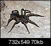 Do you have big spiders ???-wolf-spiders.jpg