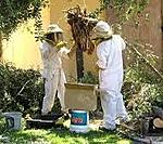 Live Bee Removal Clear Lake Texas