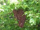 Marin Honey Bees